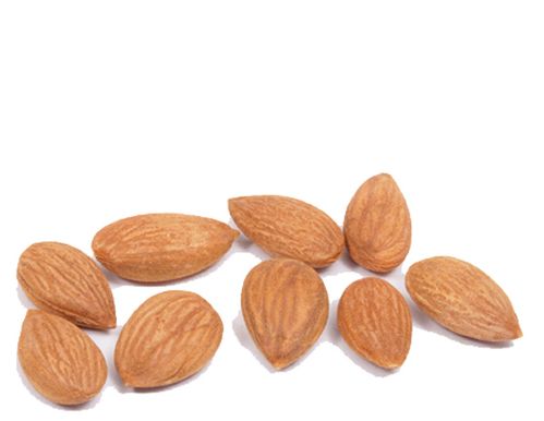 Organic APRICOT KERNELS (raw) - 5 LBS - Out of Stock