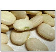 Organic BABY LIMA BEANS - 2 LBS