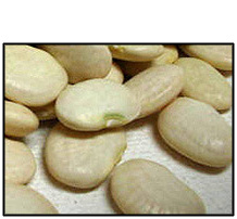 Organic BABY LIMA BEANS - 5 LBS