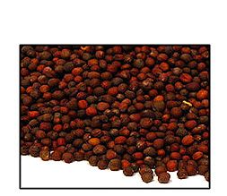 Organic BROCCOLI SEED - 2 LBS - Out of Stock