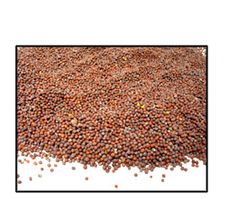 Organic BROWN MUSTARD SEED (best for sprouting) - 2 LBS - Out of Stock