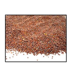 Organic BROWN MUSTARD SEED (best for sprouting) - 25 LBS - Out of Stock