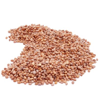 Organic CHINA ROSE RADISH SEED - 2 LBS