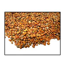 Organic DAIKON RADISH SEED - 2 LBS - Out of Stock