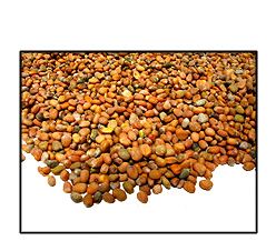 Organic DAIKON RADISH SEED - 25 LBS - Out of Stock