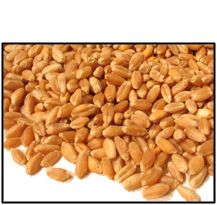 Organic HARD RED SPRING (BAKING) WHEAT BERRIES - 2 LBS