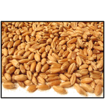 Organic HARD RED WINTER (for SPROUTING) WHEAT BERRIES - 25 LBS - Out of Stock