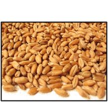 Organic HARD RED WINTER (for SPROUTING) WHEAT BERRIES - 5 LBS - Out of Stock