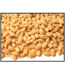Organic HULLED BARLEY - 2 LBS - Out of Stock