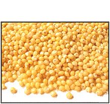 Organic HULLED MILLET - 5 LBS