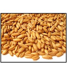 Organic HULLED OATS (OAT GROATS) - 5 LBS  - Out of Stock