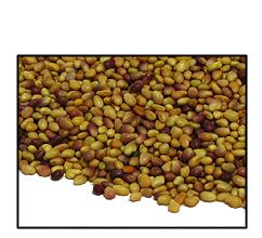 Organic RED CLOVER SEED - 5 LBS - Out of Stock