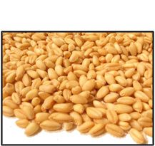 Organic SOFT PASTRY WHEAT BERRIES - 2 LBS