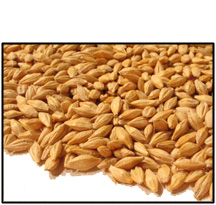 Organic WHOLE BARLEY (for SPROUTING - with hull) - 25 LBS - out of stock