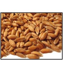 Organic WHOLE GRAIN SPELT - 25 LBS