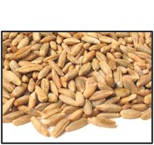 Organic WHOLE KERNEL RYE - 25 LBS