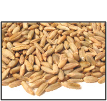Organic WHOLE KERNEL RYE - 5 LBS