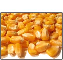 Organic WHOLE KERNEL YELLOW CORN - 25 LBS