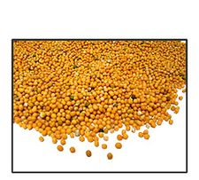 Organic YELLOW MUSTARD SEED (non-sprouting uses) - 2 LBS - Out of Stock