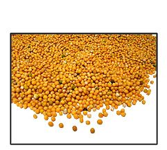 Organic YELLOW MUSTARD SEED (non-sprouting uses) - 5 LBS - Out of Stock