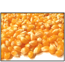 Organic YELLOW POPCORN - 2 LBS