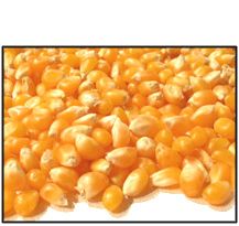 Organic YELLOW POPCORN - 5 LBS