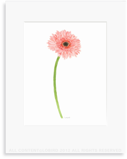 Gerber Daisy - 8 x 10 Print in 11 x 14 Mat 