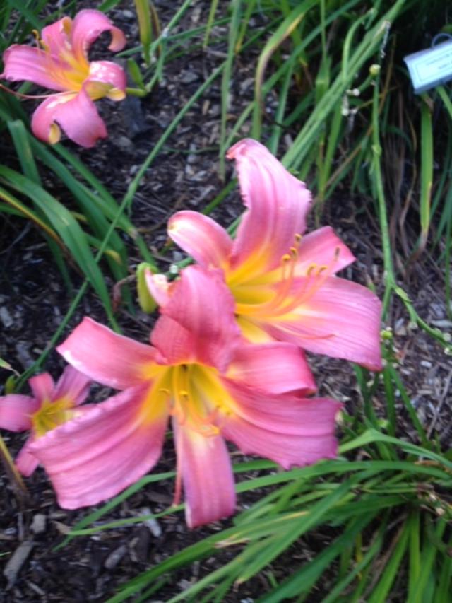 CHARLESTON HARVEST ROSEY STAR
