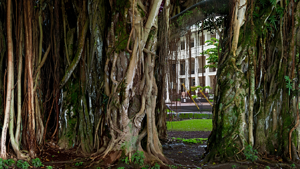 Banyan Portal Banyan Portal