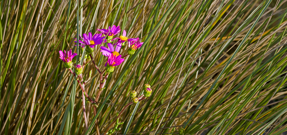 Beach Weed Beach Weed
