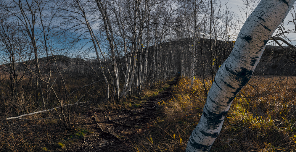 Birch Pathway Birch Pathway