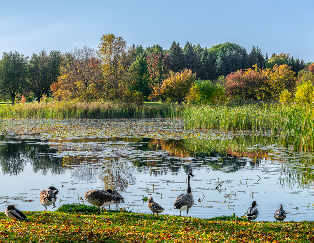 Botanical Pond