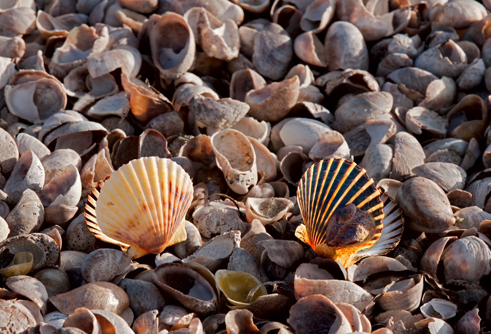 Complements Complements