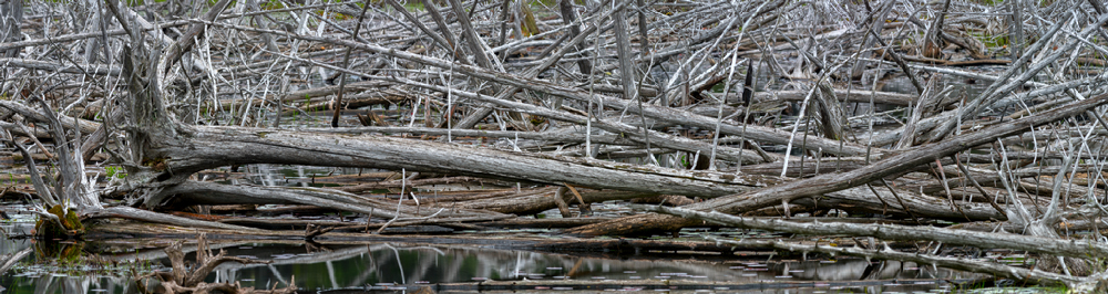 Dead Trees Dead Trees
