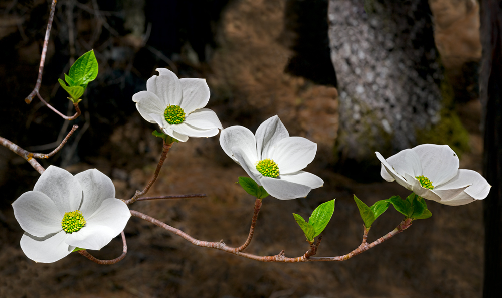 Dogwood Dogwood