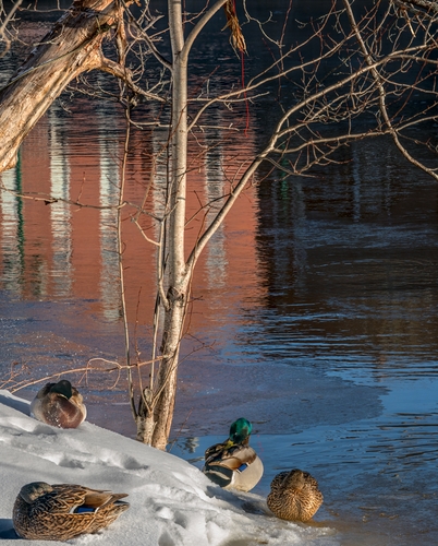 Ducks