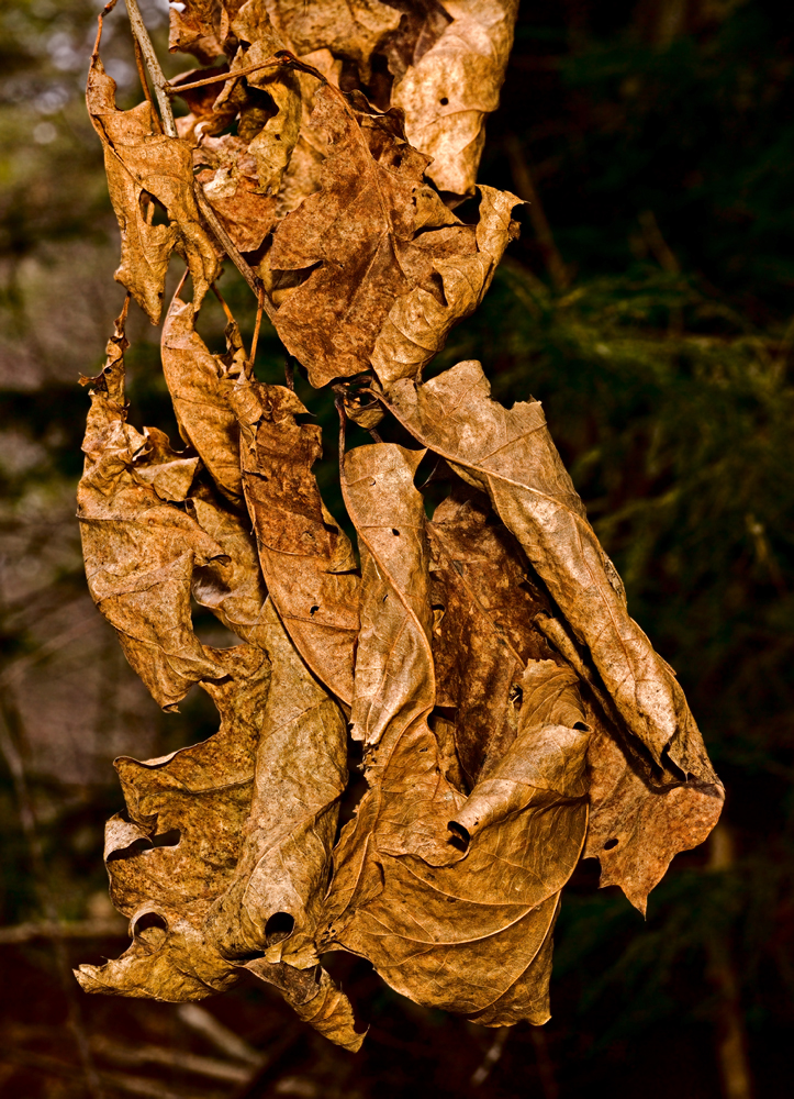 Fall Fall