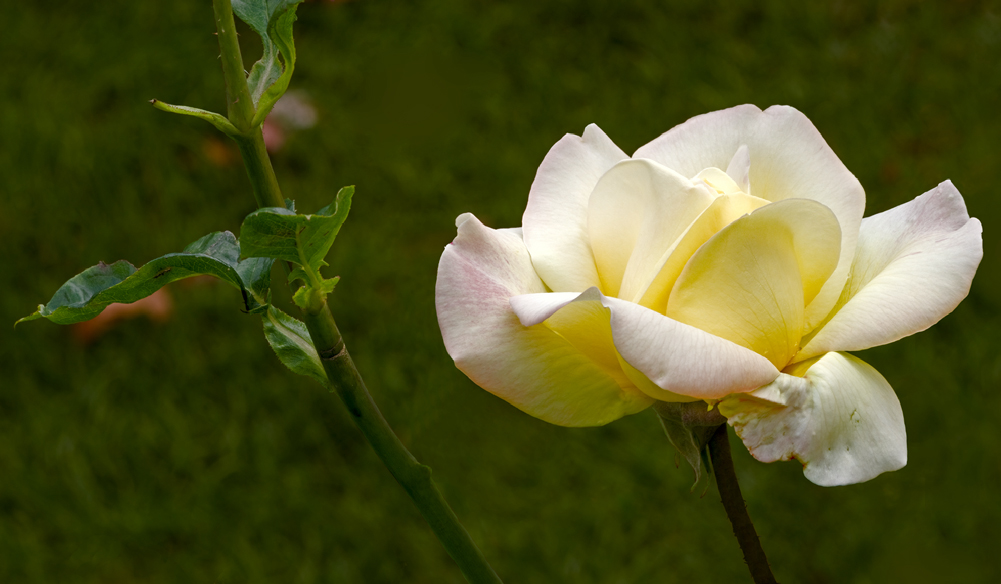 Fall Rose Fall Rose
