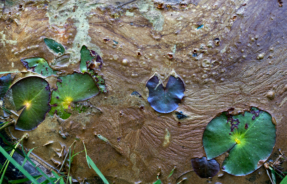 Pads & Pollen Pads & Pollen