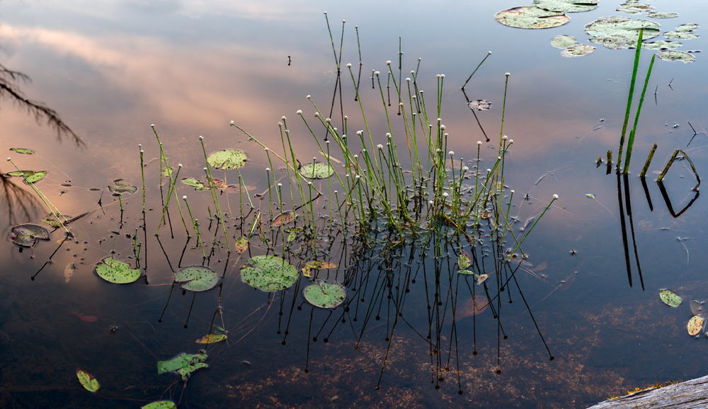 Pond Sunrise