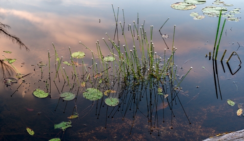 Pond Sunrise
