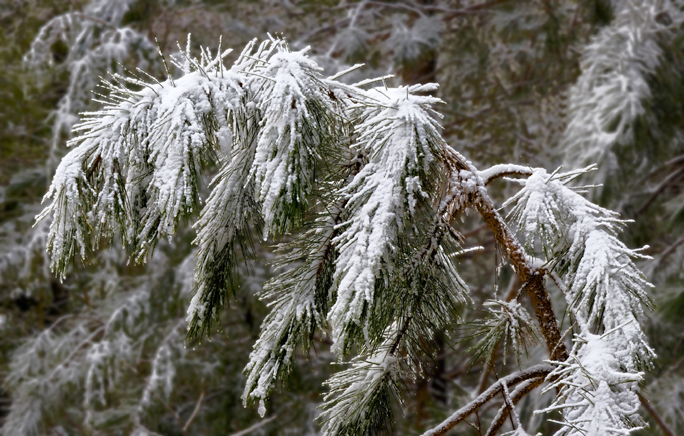 Spring Snow Spring Snow