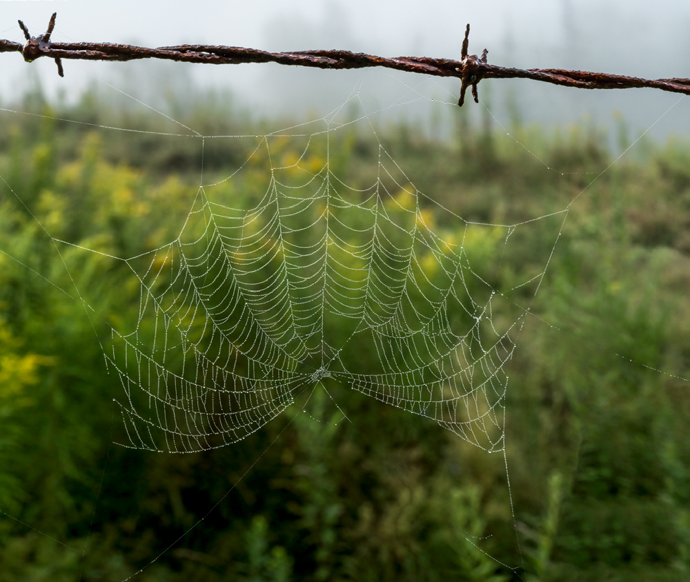 Web