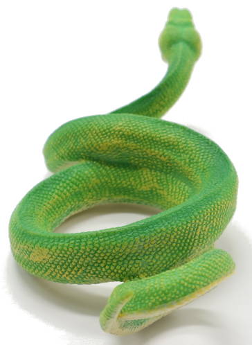 CollectA Green Tree Python #88962 - Stunning Green Paint