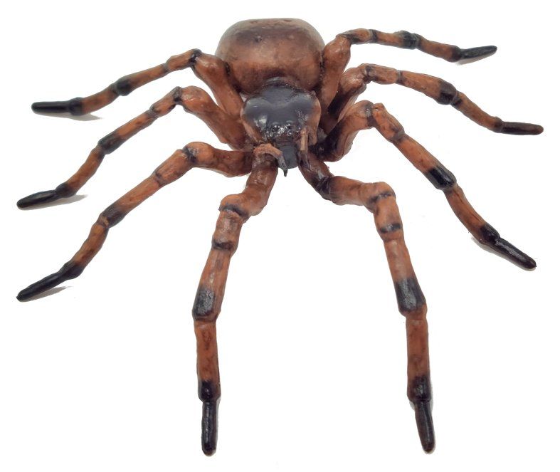 Papo Common Spider 50292 New in 2023 All those legs!