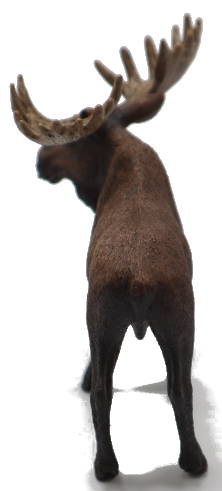 Schleich Moose Bull #14781 - Immense Rack of Antlers