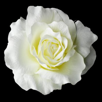 Classic Ravish Diamond White Rose Flower Hair Clip - Clip 416