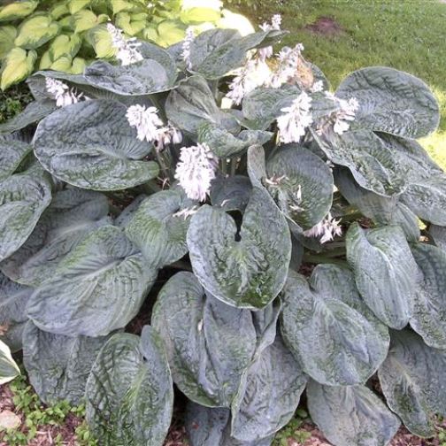 hosta Blueberry Waffles