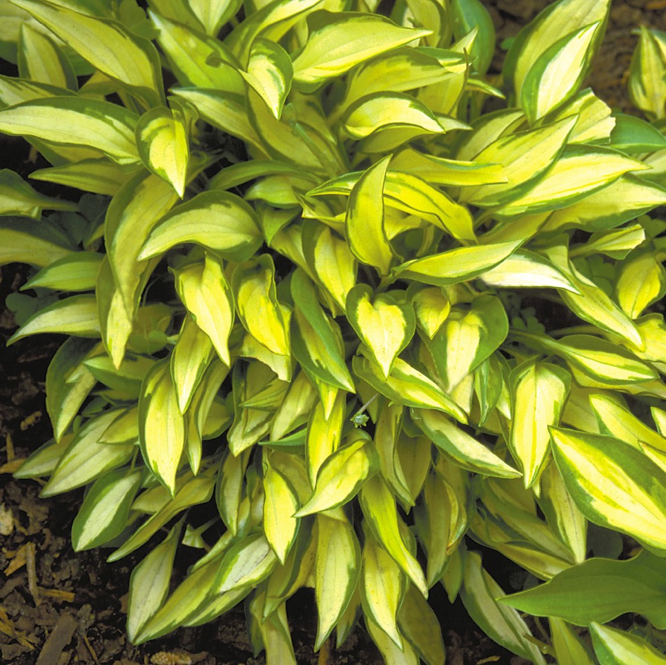 hosta plant Cat's Eye Casita Azul Nursery garden