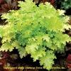 heuchera Pear Crisp [7"]